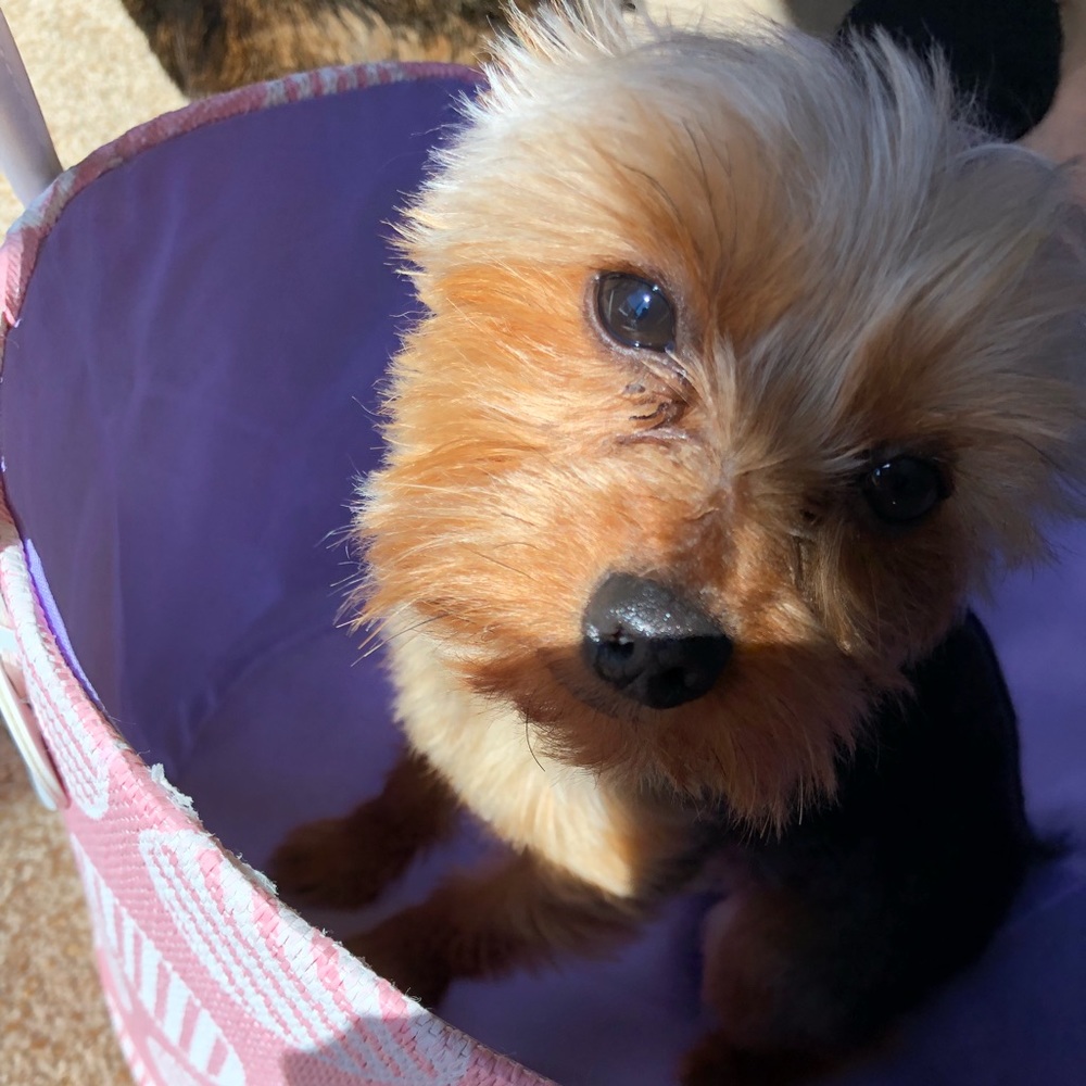 Meet your Posher, Ella